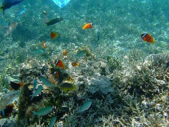 ゲストハウス備瀬の海 ภายนอก รูปภาพ